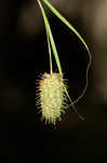 Cattail sedge